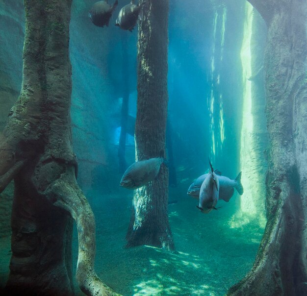 Foto paisaje submarino con peces tambaqui