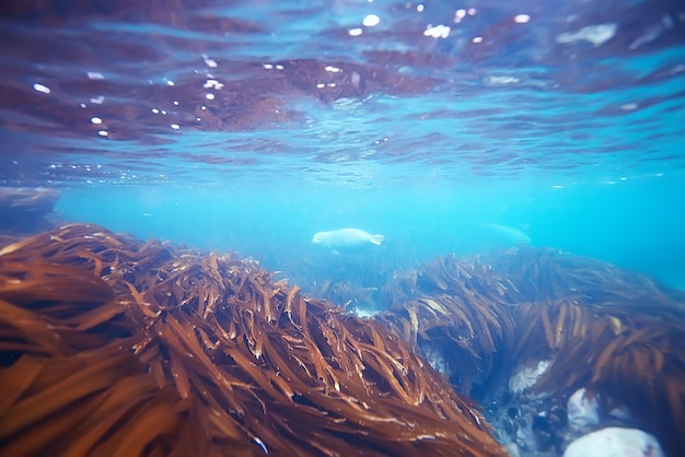 paisaje submarino