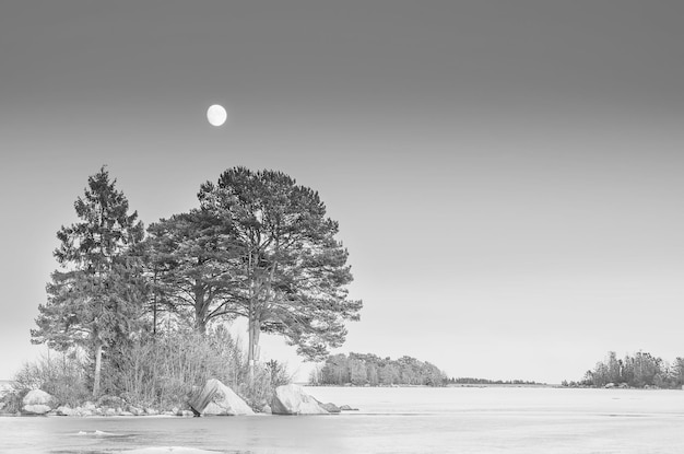 Paisaje sueco de invierno en la costa del mar con pinos y luna