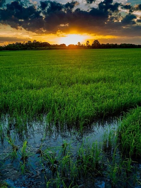 Paisaje de suset con campos verdes