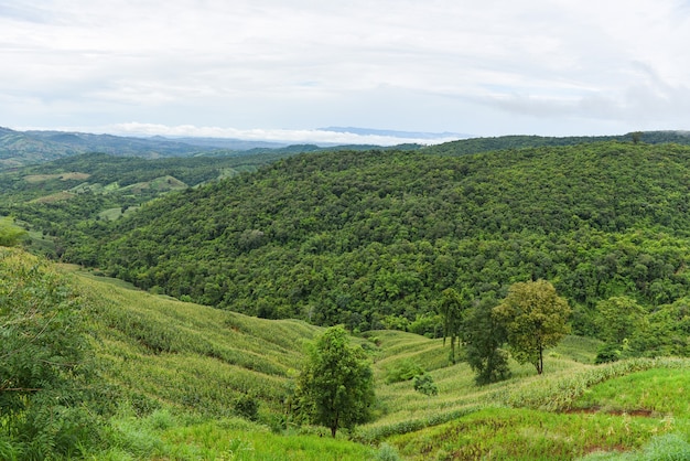 Paisaje de tailandia con árbol en la montaña - paisaje asia agricultura