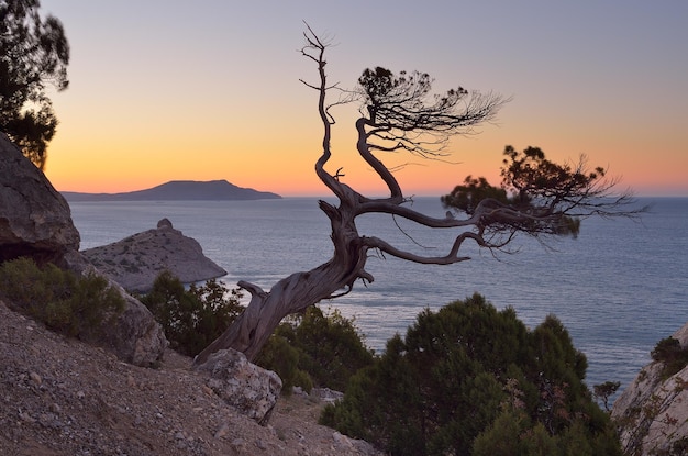 Paisaje de la tarde con un árbol en un acantilado. Vista del mar y el cielo del atardecer. Crimea