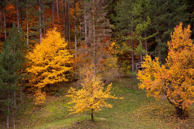 Paisaje de la temporada de otoño con coloridos árboles y plantas.