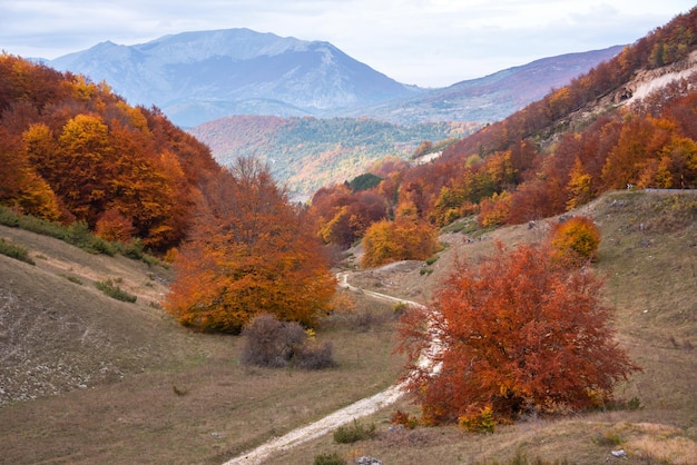 Paisaje de la temporada de otoño con coloridos árboles y plantas.
