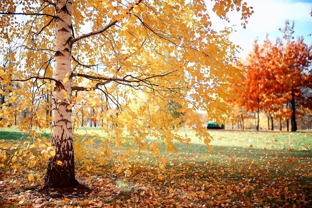 Paisaje de la temporada de otoño en el parque, vista de fondo de callejón de árboles amarillos