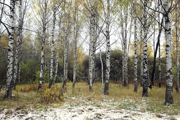 Paisaje de la temporada de otoño en el parque, vista de fondo de callejón de árboles amarillos