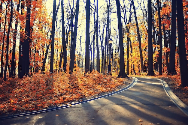 Paisaje de la temporada de otoño en el parque, vista de fondo de callejón de árboles amarillos