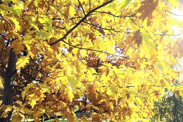 Paisaje de la temporada de otoño en el parque, vista de fondo de callejón de árboles amarillos