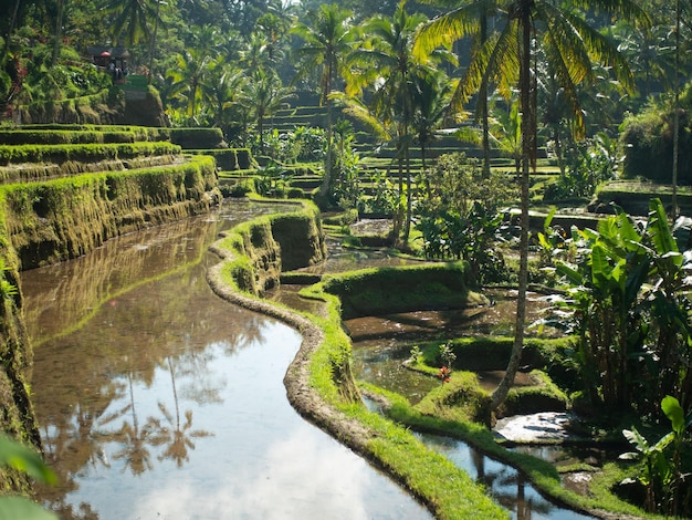 Paisaje de terrazas de arroz en Bali, Indonesia