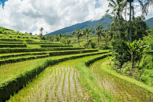 Paisaje de terrazas de arroz Jatiluwih en Bali Indonesia