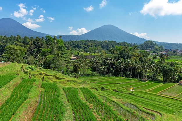 Paisaje de terrazas de arroz Jatiluwih en Tabanan Bali Indonesia