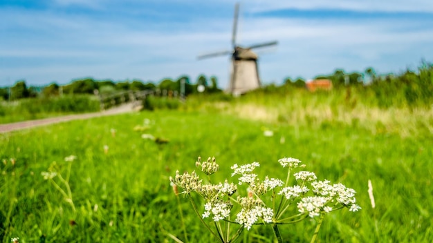 Paisaje típico holandés en Alkmaar, Países Bajos