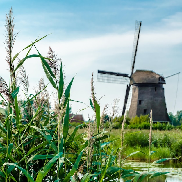 Paisaje típico holandés en Alkmaar, Países Bajos