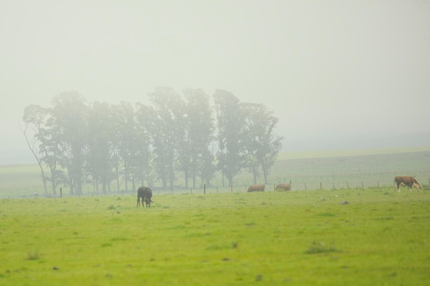 Paisaje típico por las praderas uruguayas