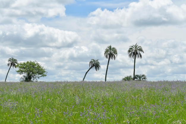 Paisaje típico por las praderas uruguayas