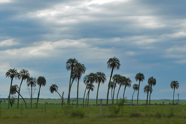 Paisaje típico por las praderas uruguayas