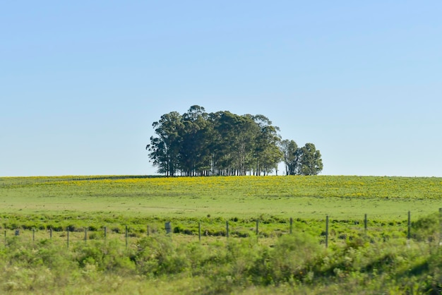 Paisaje típico por las praderas uruguayas