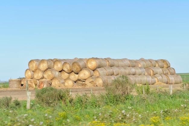 Paisaje típico de las praderas uruguayas