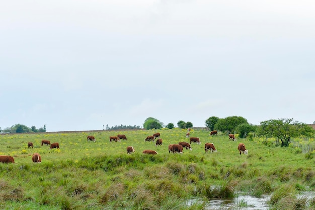 Paisaje típico por las praderas uruguayas