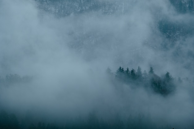 Paisaje de tormenta de niebla sobre el bosque de pinos