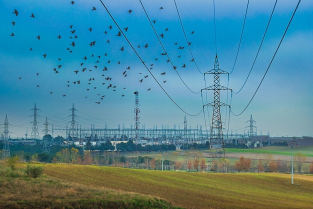 Paisaje con torres eléctricas de alta tensión y bandada de pájaros sobrevolando.