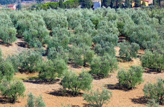 Paisaje toscano con olivos.