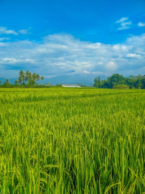 Paisaje tradicional de granja de arroz. Campos y cielo azul.