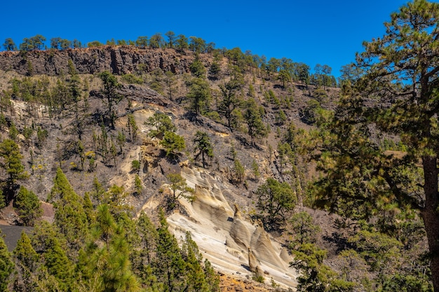 Paisaje del trekking por el bosque del Teide en la Isla de Tenerife