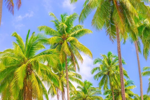 Paisaje tropical altas palmeras verdes fondo de cielo azul viajes turismo de asia