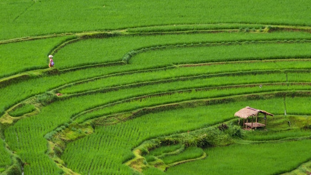 Paisaje tropical con campo de arroz