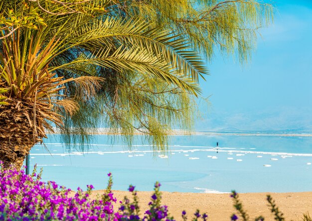 Paisaje tropical con cielo espectacular. Orilla del Mar Muerto. Palmeras en la playa. Ein Bokek, Israel