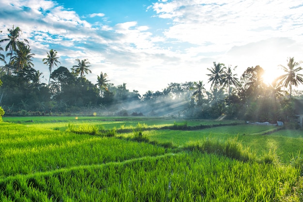 Paisaje tropical palmeras arroz archivado Atardecer amanecer cielo azul