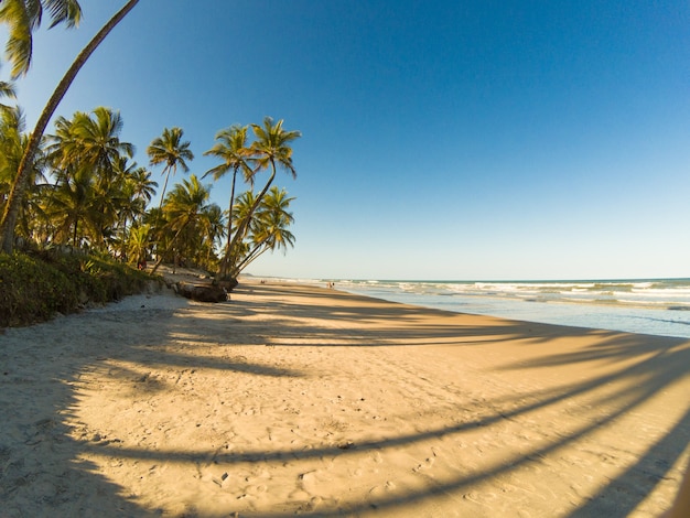 Paisaje tropical con playa con cocoteros al atardecer.