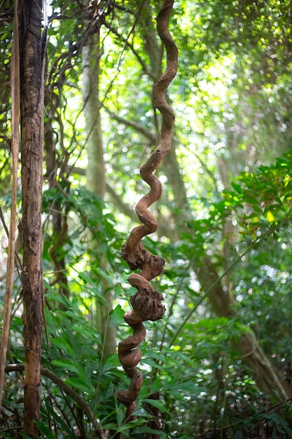 Un paisaje tropical vertical Largas enredaderas retorcidas cuelgan de los árboles en una selva tropical