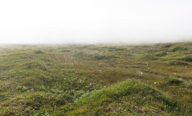 El paisaje de la tundra en la niebla, la isla de Soroya, Noruega