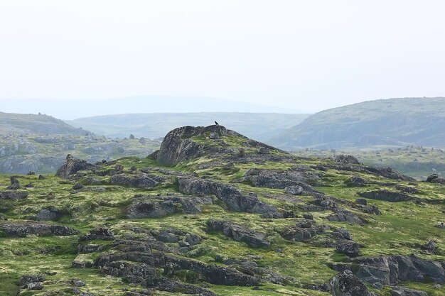 paisaje de tundra / paisaje de verano en la tundra norte, musgo, ecosistema