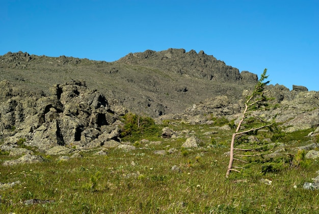 Paisaje de tundra subnival de alta montaña con alerce enano de montaña inclinado por el viento