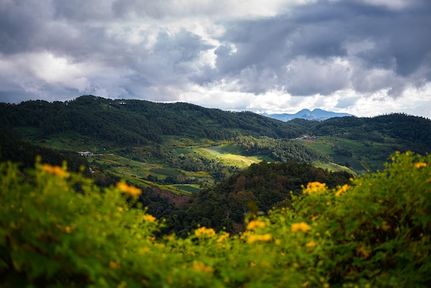 Paisaje Tung Bua Tong o campo de girasol mexicano al amanecer cielo Mae Hong Son Provincia Tailandia