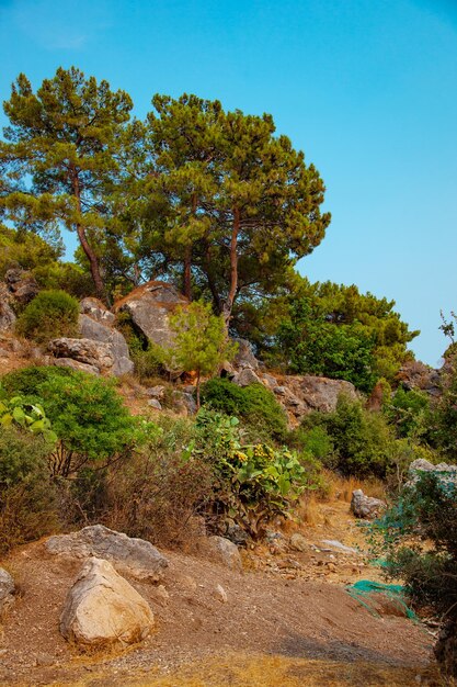 Paisaje turco rocoso con pinos y cactus.