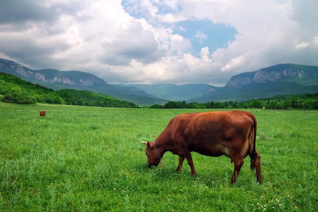 Paisaje con vaca y cielo nublado. Composición de la naturaleza