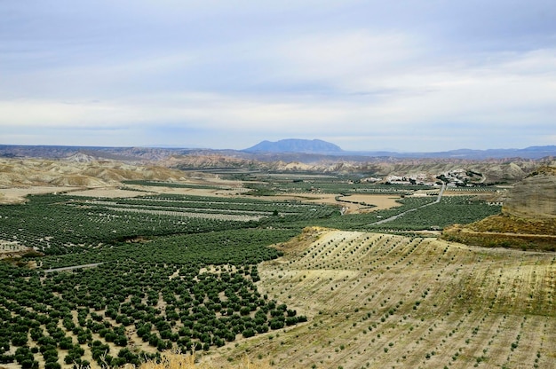 paisaje del valle de alicum de ortega granada