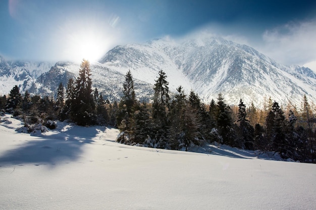 Paisaje del valle de montaña en la mañana de invierno Cubierta de nieve fresca intacta en un campo muchos pinos y ladera de alta montaña en un fondo Amanecer tardío durante el invierno