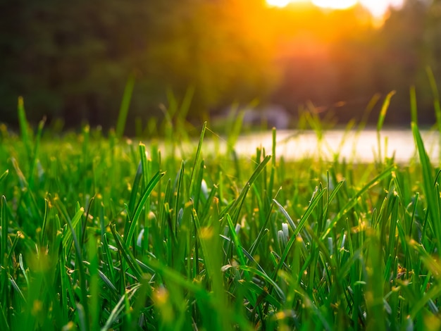 Un paisaje con vegetación y sol. Fondo con hierba verde recortada. De cerca.