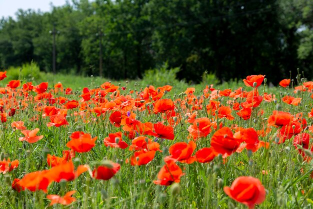 Paisaje de verano con amapolas rojas florecientes