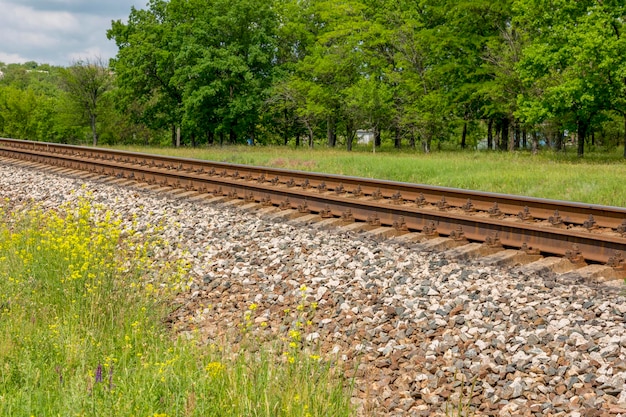 Paisaje de verano con árboles de ferrocarril y flores silvestres.