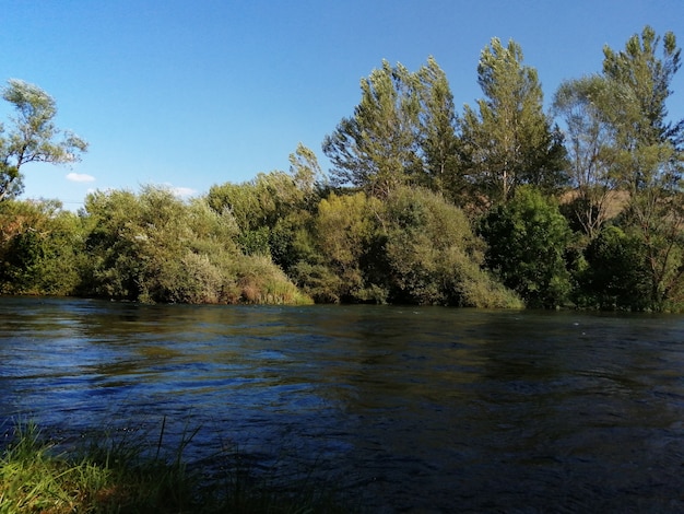 Paisaje de verano con árboles en el río Esla