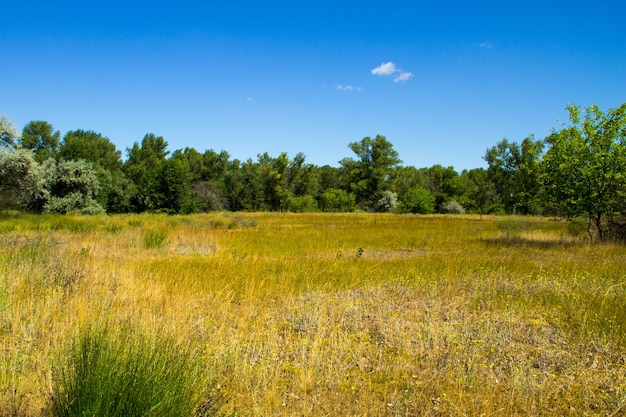 Paisaje de verano con árboles verdes, prado y cielo azul