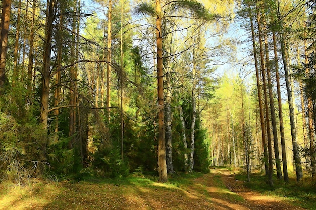 paisaje de verano en el bosque de fondo panorama naturaleza temporada de verano paisaje árboles