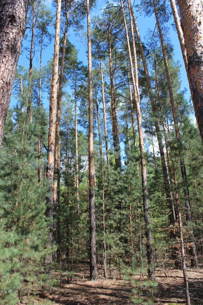 Paisaje de verano con bosque verde y pinos