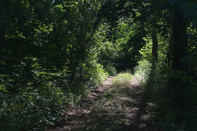 Foto paisaje de verano de un camino forestal que se adentra en la distancia.